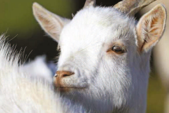 Monte Ziego: Ziegen – für Schwarzwaldbauern eine Chance