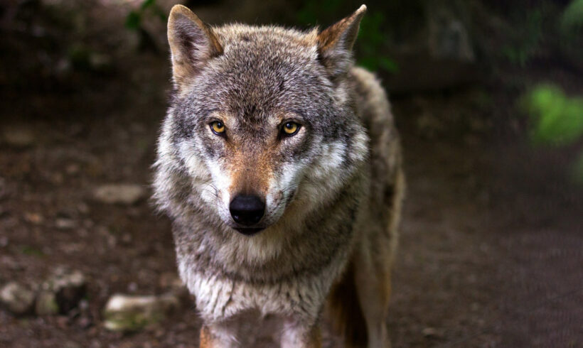 Neue Anforderungen bei Nutztierrissen durch den Wolf